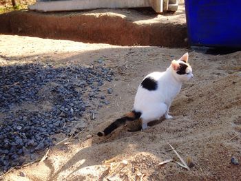 High angle view of cat on floor