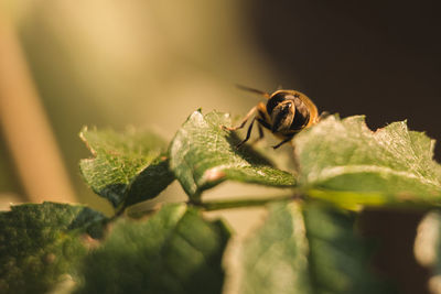 Fly standing on the leaf