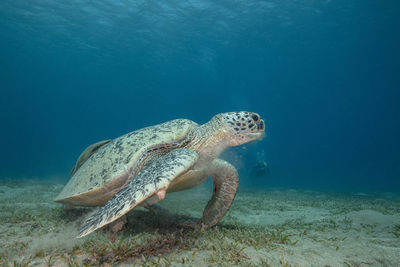 Sea turtle in the sand 