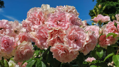 Close-up of pink cherry blossoms