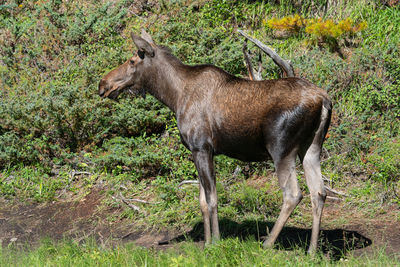 Moose, alces alces, jasper national park, alberta, canada