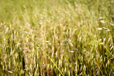 Close-up of crops growing on field