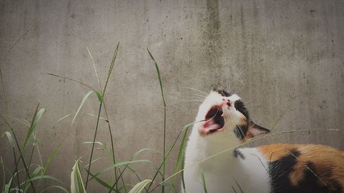 Cat with mouth open against wall
