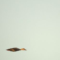Close-up of over white background