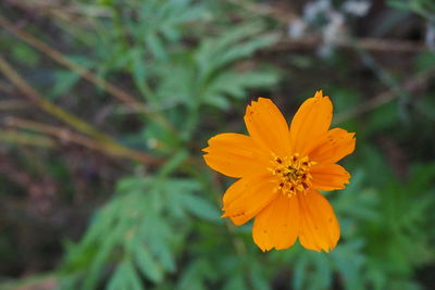 Close-up of yellow flower blooming outdoors
