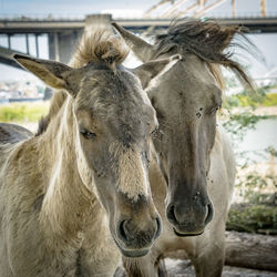 Portrait of horse standing outdoors