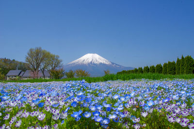 View of flowers growing on field against clear blue sky