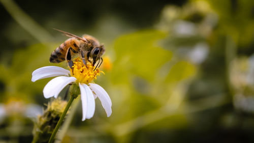 Close-up of bee pollinating on flower