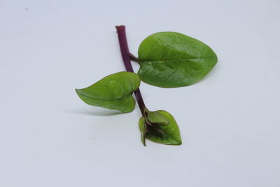 High angle view of green leaves on white background