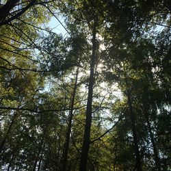 Low angle view of bamboo trees in forest