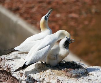 Close-up of birds perching on rock