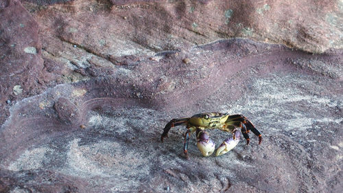 Close-up of crab on sand