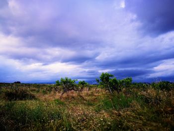 Plants on field against sky