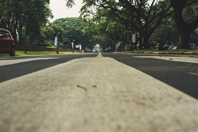 Surface level of road along trees