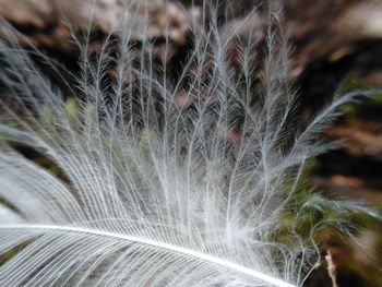 Close-up of dandelion