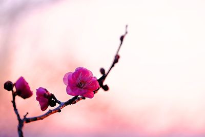 Close-up of pink flowers blooming in park