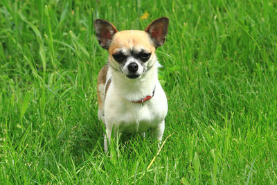 Portrait of dog on field