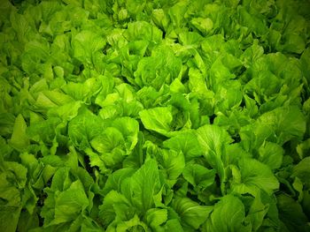 Full frame shot of green leaves