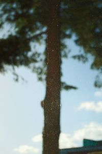 Close-up of tree trunk against sky