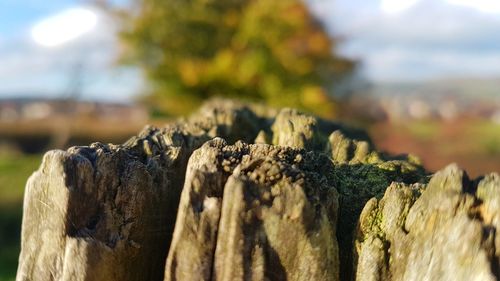 Close-up of tree stump