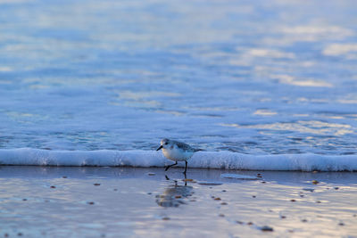 Birds on a lake