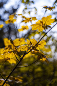 A group of backlit leaves on a branch on a sunny day