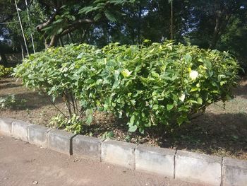 Close-up of flowering plants in garden