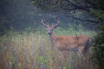 Deer standing in a field