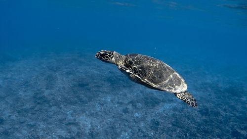 Turtle swimming in sea