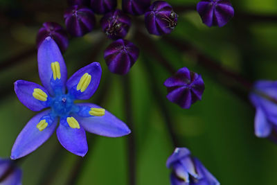 Close-up of purple flowering plants in park