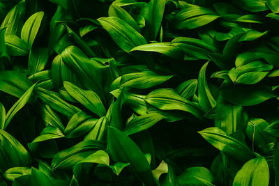 Full frame shot of fresh green plants