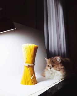 Cat looking at raw spaghetti on table against wall