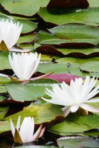 Close-up of lotus water lily in pond