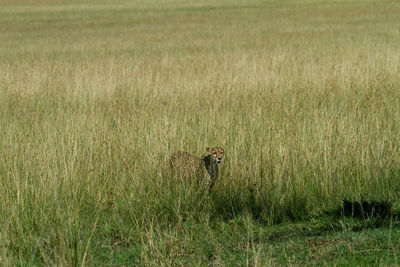 Side view of a cat on grass