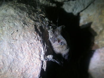 Close-up of cat in cave