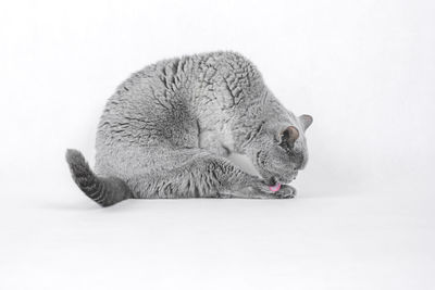 Close-up of a cat over white background