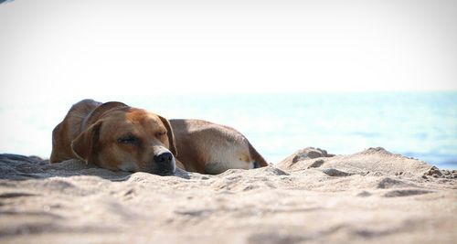 Close-up of dog relaxing on sand at beach against sky