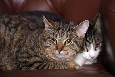 Close-up portrait of a cat resting