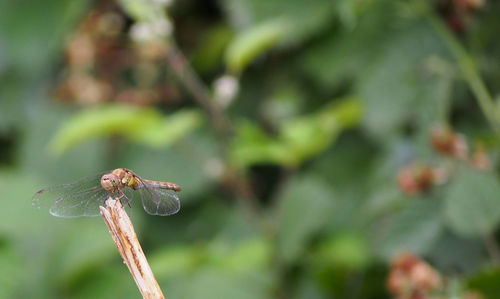 Close-up of insect on mushroom