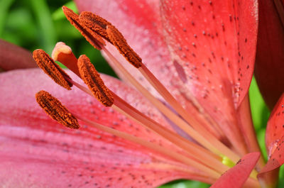 Close-up of pink flower