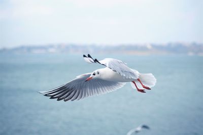 Full length of seagull flying over sea against sky