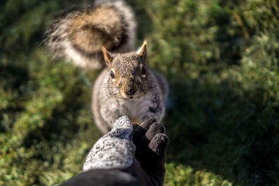 High angle view of hand feeding squirrel