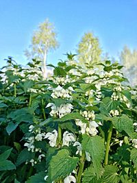 Close-up of flowers growing on plant against sky