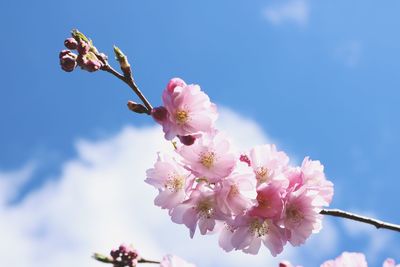 Low angle view of pink cherry blossoms against sky