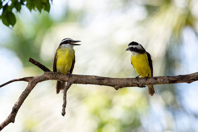 Bird perching on a branch