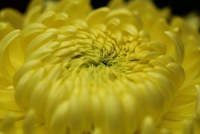 Close-up of yellow flowering plant