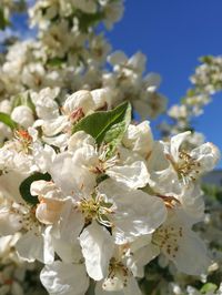 Close-up of white apple blossoms in spring