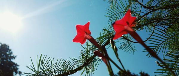 Low angle view of red flowers against blue sky