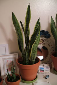 Close-up of potted plant on table at home