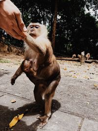 Close-up of hand holding monkey sitting on tree in zoo